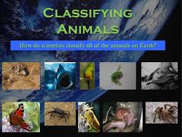 Classification Of Animals Invertebrates And Vertebrates Mammals Fish Birds Reptiles And Amphibian Animal Classification Classifying Animals Plant Science