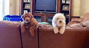 Goldendoodle · west palm beach, fl these apricot f1b puppies will be around 28 lbs adult, mom is a 35 lb goldendoodle, dad 25 lb miniature poodle. Goldendoodle And Labradoodle Puppies For Sale Glamour Doodles