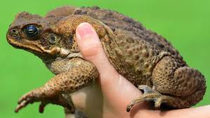 Backyard weed-killer can 'supercharge' cane toads | The Cairns Post