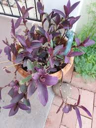 Image result for Tradescantia pallida