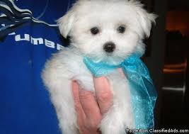 We have 4 gorgeous maltese yorkie puppies for sale. Teacup Maltese Puppies For Sale In Houston Texas Classified Americanlisted Com