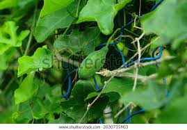 Image result for Zehneria