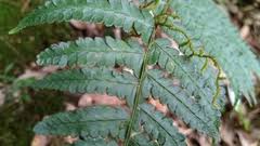 Image result for Athyrium lewalleanum