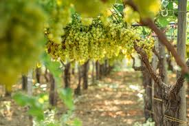 Image result for pruning grapes on a pergola