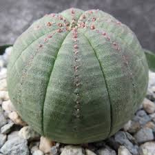 Image result for Euphorbia zambesiana