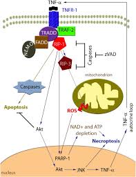 We did not find results for: Crosstalk Between Apoptosis Necrosis And Autophagy Sciencedirect