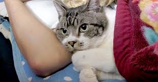 大好きな飼い主さんとの添い寝が嬉しくて 大音量のゴロゴロが止まらなくなった猫さん 幸せすぎて鼻息も凄いことに エウレカ eureka もふもふ犬猫動画 猫 子猫 添い寝