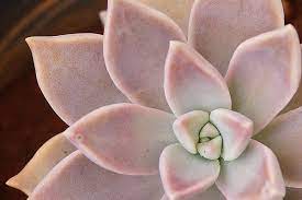 This succulent does well in a hanging basket or cascading over any pot. Species Spotlight Graptopetalum Hybrids The Succulent Eclectic