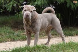 Mar 27, 2021 · best answers the cost to adopt a shar pei is around $300 in order to cover the expenses of caring for the dog before adoption. Shar Pei Dog Breed Facts Highlights Buying Advice Pets4homes