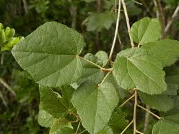 Image result for Helicteres