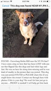 These many pictures of furniture york pa craigslist list may become your inspiration and informational purpose. Craigslist Post Found In Wny Lost Found Pets Facebook