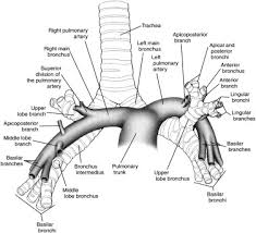 Surgical Anatomy Of The Bronchial Tree And Pulmonary Artery Sciencedirect