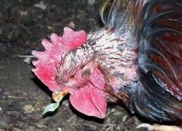 572 likes · 5 talking about this. Common Infectious Diseases In Backyard Poultry Exotic And Laboratory Animals Veterinary Manual