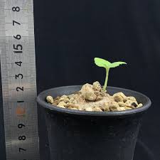 Image result for Dorstenia psilurus