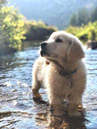 Pin On Animal Soul Find over 100+ of the best free puppy images. pin on animal soul