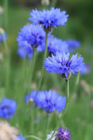 Cette plante annuelle de la famille des papavéracées est en fait une variété de pavot. Naturel Fleurs Plante Ete Bleuet Toute Personne Non En Plein Air Feuille Pikist