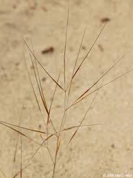 Image result for Aristida recta