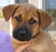 German shepherd boxer mix puppies can be found with some reliable breeders, but you do need to do your homework. Westside German Shepherd Rescue Of Los Angeles