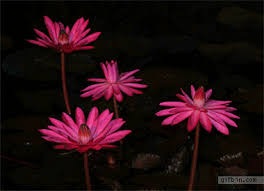 Pictures animated gif of flower. Top 30 Blooming Flowers Gif Gifs Find The Best Gif On Gfycat