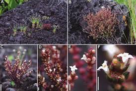 Image result for Kohautia confusa