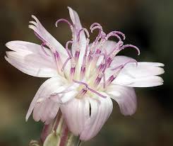 Image result for Swertia brownii