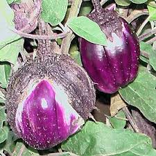 Aubergine Violetta Di Firenze Fruchte Und Gemuse Fruchte Pflanzen