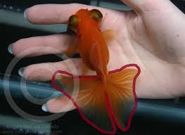 Here's the 3rd video in my new series! An Introduction To The Butterfly Telescope Goldfish