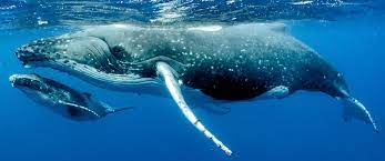 Balena organic (f1) celeriac seed. Le Balene Salveranno Il Mondo Mozzafiato