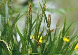 Waldsegge Perfekt Fur Schattige Naturgarten In 2020 Ziergras Gras Pflanzen