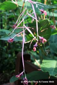 Image result for Marantochloa purpurea