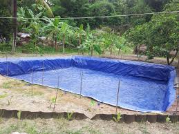 Akan tetapi, kamu memerlukan rangka yang kuat untuk menahan debit air dan ikan, misalnya saja dengan batu ataupun dengan baja ringan. Budidaya Ikan Nila Kolam Terpal Mudah Simpel Dan Sederhana