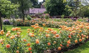 If you live in this area and want to grow perennials in your garden that will be able to survive the winter, you are going to need to be a bit particular with the plants that you choose to grow. David Austin Roses Bare Root Roses Container Roses English Roses