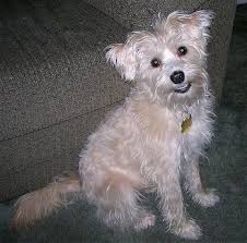 We did not find results for: Schnoodle Dog Breed Pictures 5