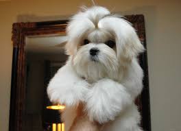 chrisman s ariana maltese show dog 5 months old maltese puppy maltese dogs puppies and kitties