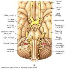 Biol 160 Human Anatomy And Physiology Cranial Nerves Cranial Nerves Anatomy Human Anatomy And Physiology