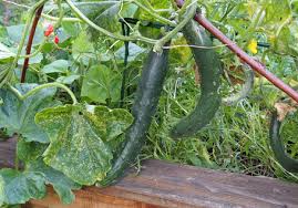 »‚bin im garten' ist das logbuch eines gartenjahres, das mit viel witz, temporeich und sehr unterhaltsam vom suchen und finden berichtet und das unbeschreibliche beschreibt.« Home Ich Bin Im Garten De