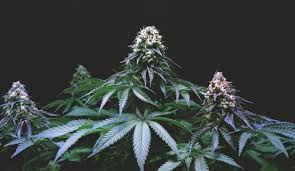 Efek ganja dapat menyebabkan kerusakan otak pada penggunanya karena kandungan zat tht. Memecahkan Biologi Kompleks Ganja