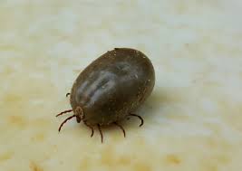 Tick flea pest control devices are equipped with advanced and modernized features that improvise superior technologies to repel these pests from entering your houses or any other properties. Natural Tick Repellents Fleas And More