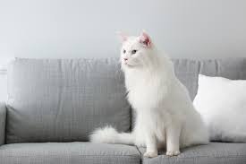 See all maine coon cat breed characteristics below! White Maine Coon Cat Breed Info Pictures Temperament Traits Excitedcats