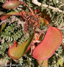 Image result for Schotia afra