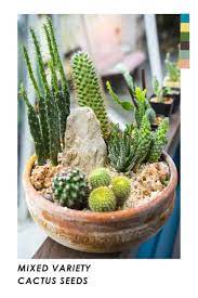 Cactus Seeds Mixed Varieties Mini Cactus Garden Cactus Plants Mini Garden
