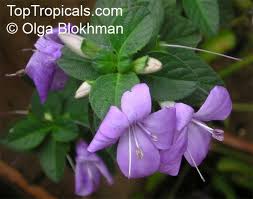Image result for Barleria setosa