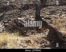 Image result for Ozoroa paniculosa