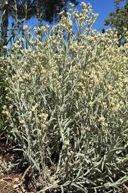 Image result for Glyphaea tomentosa