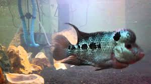 Anakan ikan louhan super red dragon dijual seharga sekitar rp400.000 per ekor. Louhan Srd Full Mutiara Anakan 3 Jari Nong Nong Youtube