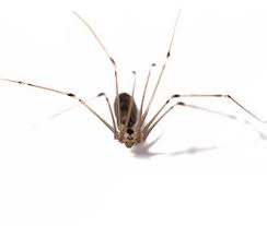 Trouble with the tv, mobile phone issues or is the internet down? Spider Identification Ehrlich Pest Control