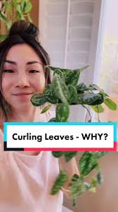 Curling Philodendron Leaves