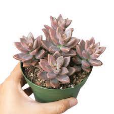 24/7 customer service · fresh flower guarantee · truly original gifts Graptosedum California Sunset Purple Succulent For Sale Care Guide Succulents Box