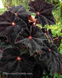 Pin On Very Beautiful Begonias 3