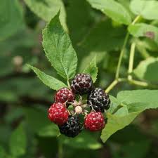 Image result for Rubus